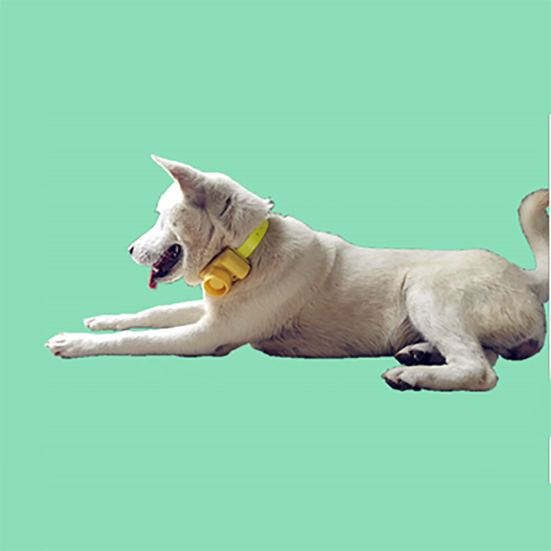 ปลอกคอสุนัขกันน้ำสำหรับกลางแจ้ - Training Clicker Dog บทวิจารณ์และราคา